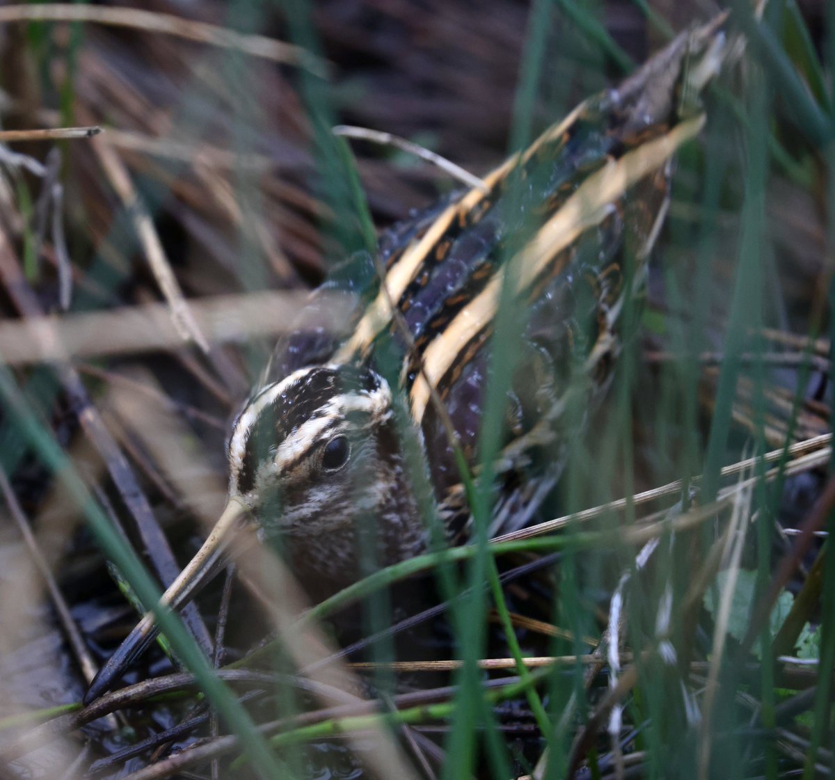 Tom Brereton (@tom_m_brereton) on Twitter photo A productive day on a local farm in West Dorset sampling marshy areas. Totals of 15 Jack Snipe, 21 Common Snipe and 2 Woodcock. Use of the thermal monocular meant very few of the birds were flushed. A big bonus of this technology, when surveying grassland birds <a href="/SurveysThermal/">Thermal 4 Birding - Simpson Brothers Outdoors</a> A productive day on a local farm in West Dorset sampling marshy areas. Totals of 15 Jack Snipe, 21 Common Snipe and 2 Woodcock. Use of the thermal monocular meant very few of the birds were flushed. A big bonus of this technology, when surveying grassland birds <a href="/SurveysThermal/">Thermal 4 Birding - Simpson Brothers Outdoors</a>