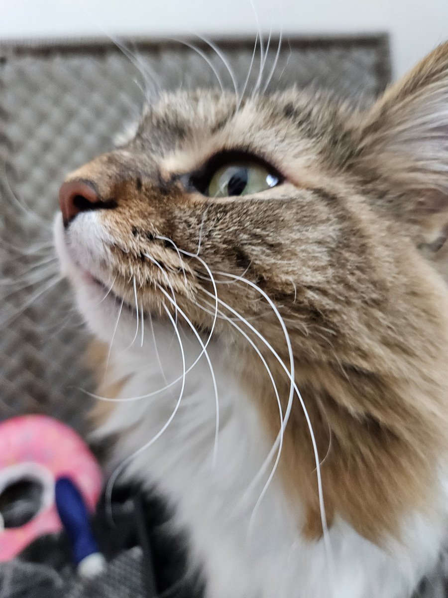 Henlo furriends!! You see I'm having no teeth here either