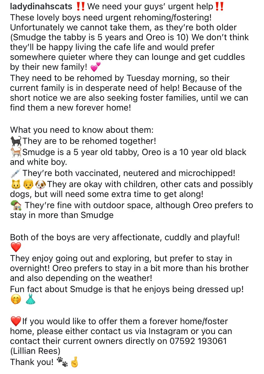 Lady Dinah's Cats (@ladydinahscats) on Twitter photo ‼️URGENT HOME NEEDED‼️ (read the caption on the last picture ❤️)
If you or anyone you know would like to adopt/foster these lovely boys, please contact us via our instagram account <a href="/ladydinahscats/">Lady Dinah's Cats</a> or you can contact their current owner on 07592 193061 (Lillian Rees) ‼️URGENT HOME NEEDED‼️ (read the caption on the last picture ❤️)
If you or anyone you know would like to adopt/foster these lovely boys, please contact us via our instagram account <a href="/ladydinahscats/">Lady Dinah's Cats</a> or you can contact their current owner on 07592 193061 (Lillian Rees)