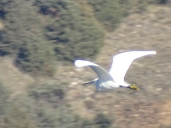 Hoy en el embalse de pedrezuela (Guadalix de la sierra, Madrid): Jilguero europeo, macho Tarabilla común, Cerceta común y Garceta común