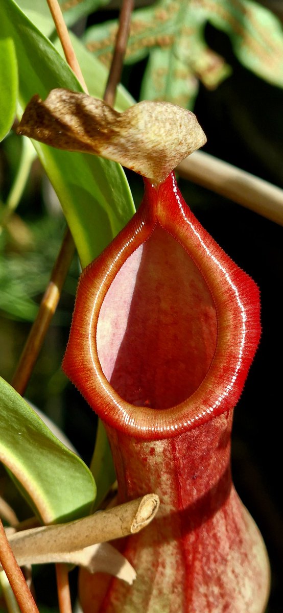 Plantas carnívoras. 
Nephentes mirabiis (Lour.) Druce.
Planta jarro de pantano.
Una vez cerrada la tapa, ningún insecto sale de ahí.