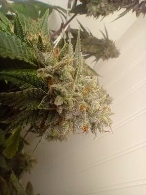 (Wilson x Matanuska Thunder Fuck) x (Divorce Cake x Skittles) = BIG DAWG DIESEL S1 SEED DROP FEB. 1, 2025 Exclusively <a href="/DarkstarSeedbnk/">Darkstar Genetics Seedbank</a>