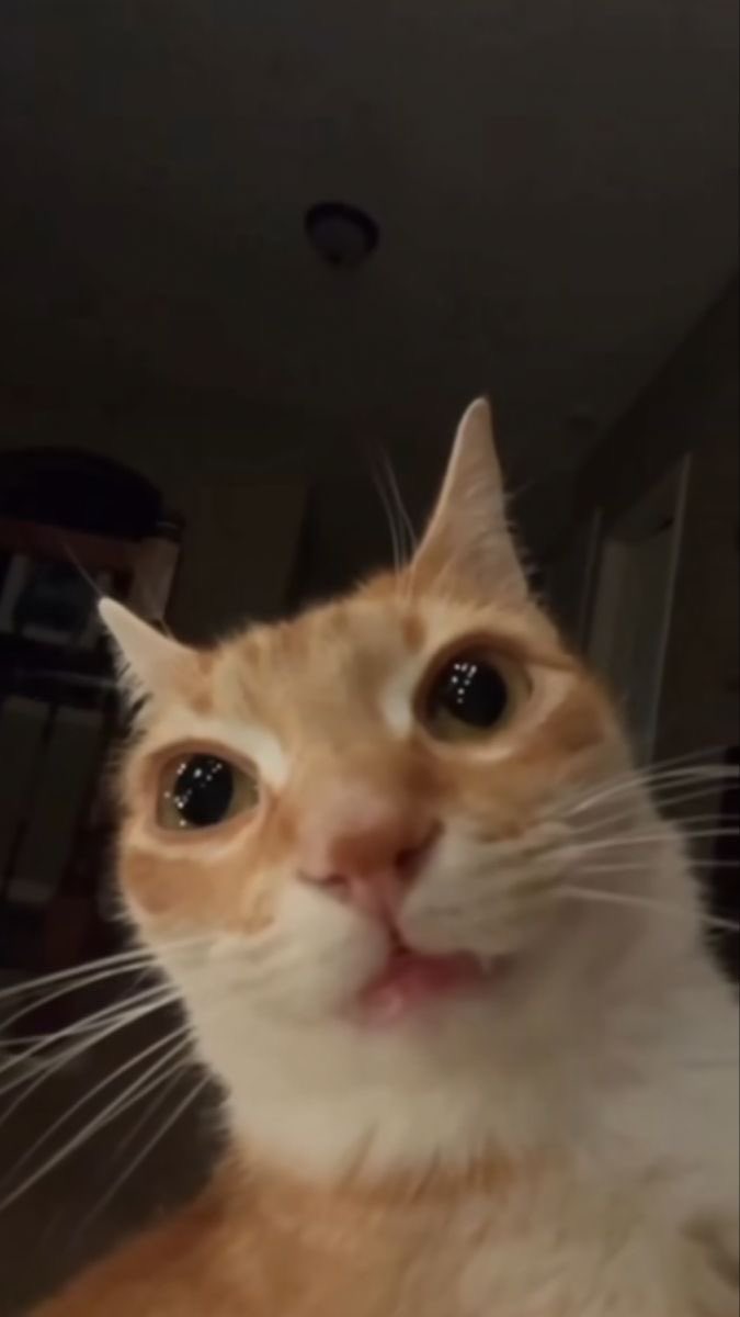 its_madmaxi's tweet photo. hi 😼 https://t.co/WGjeYPDPji