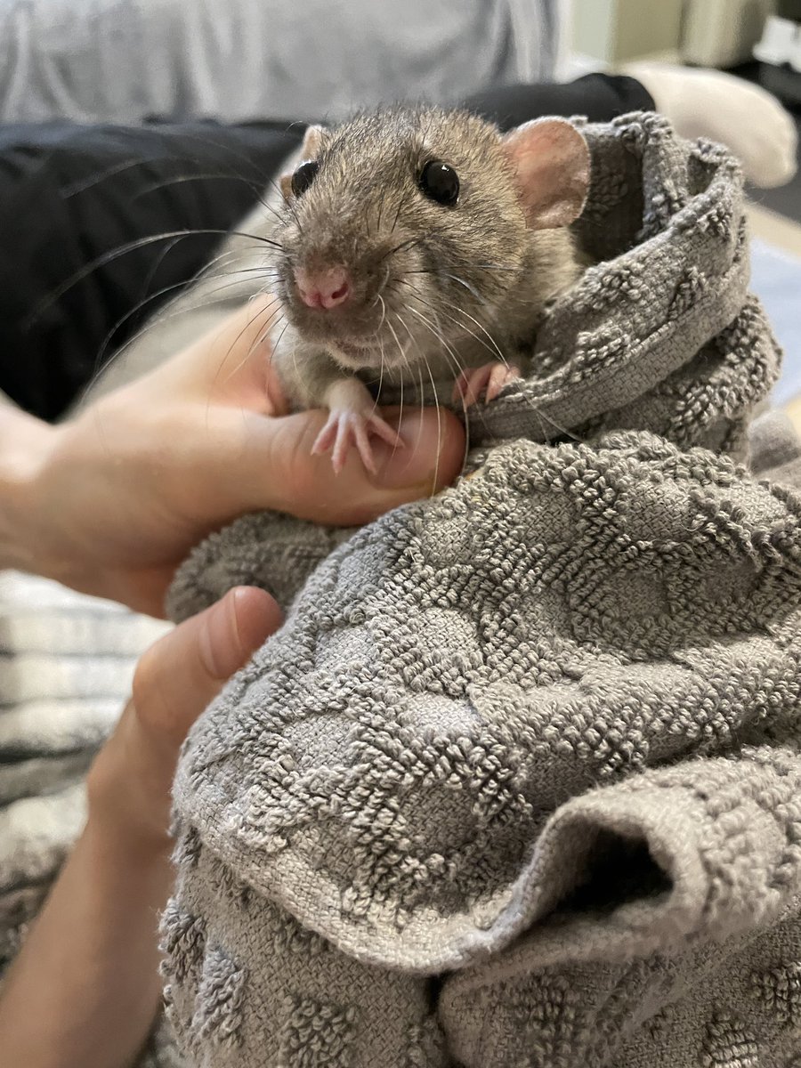 Lily, Queen of Rats tweet media