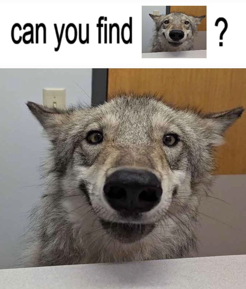 Some Kind of Wolf tweet media