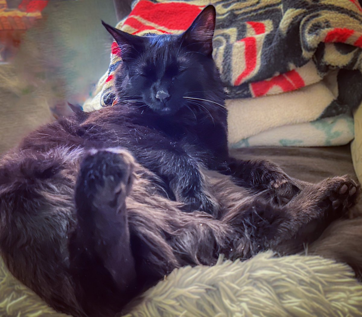 Catching up on snoozes after a wild #caturday. Happy #sunday furriends 😸🐾

#cats #CatsOfTwitter #AdoptDontShop #CatsOnTwitter