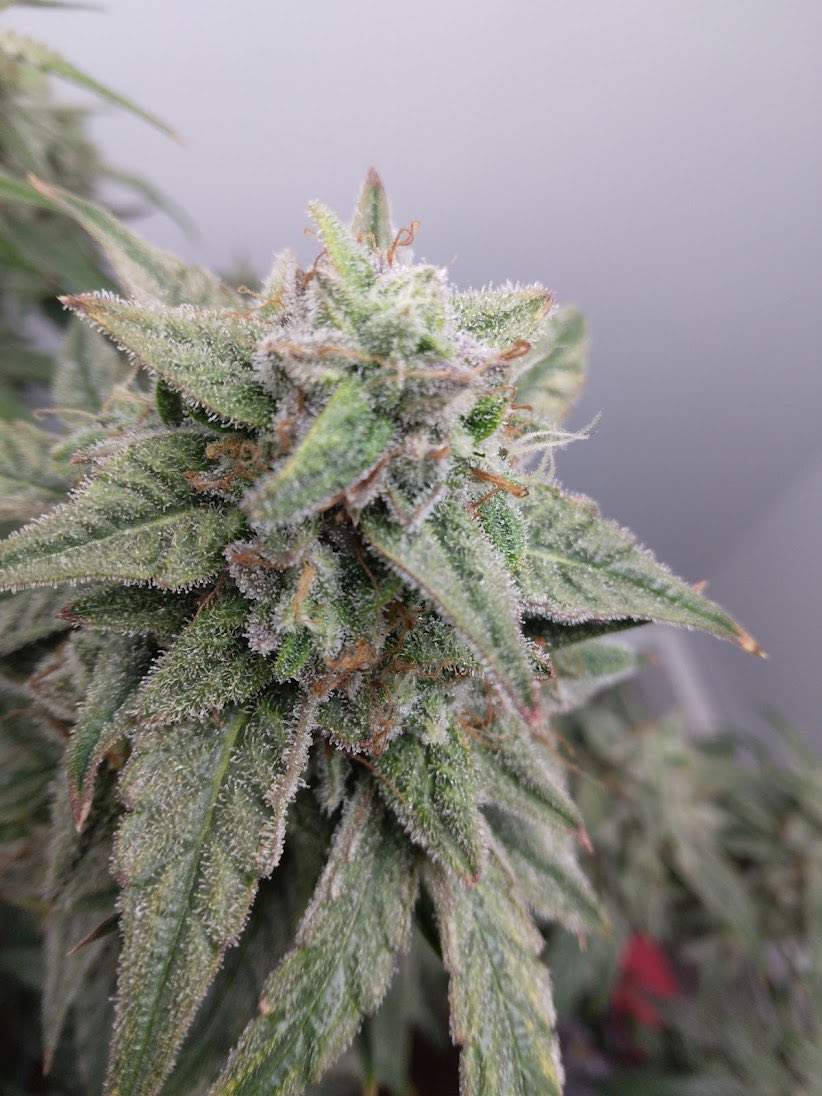 Jearbear Auto bred by <a href="/JamesLoudGen/">James Loud Genetics</a> James named it after me Jack Herer’s Nephew “Jearbear” it’s a cross of Skywalker OG x Jerry Bear = Jearbear Auto F5 Feminized 55 day Germination to Harvest truly an amazing cultivar!