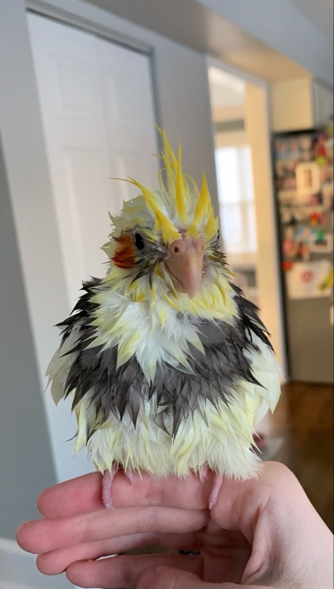 Out of Context Birds (@contextbirds) on Twitter photo 