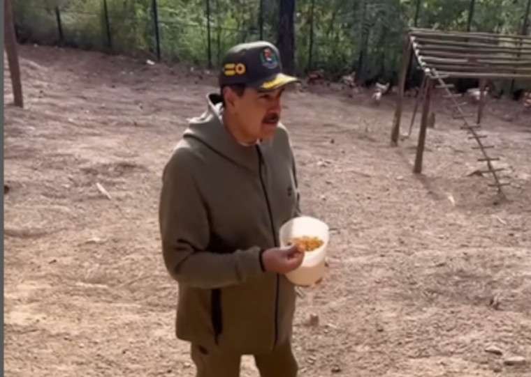 Presidente Maduro incentiva producción local desde su propio gallinero
El jefe de Estado reflexionó sobre la capacidad de producción que tiene cada uno desde sus espacios.
<a href="/NicolasMaduro/">Nicolás Maduro</a>