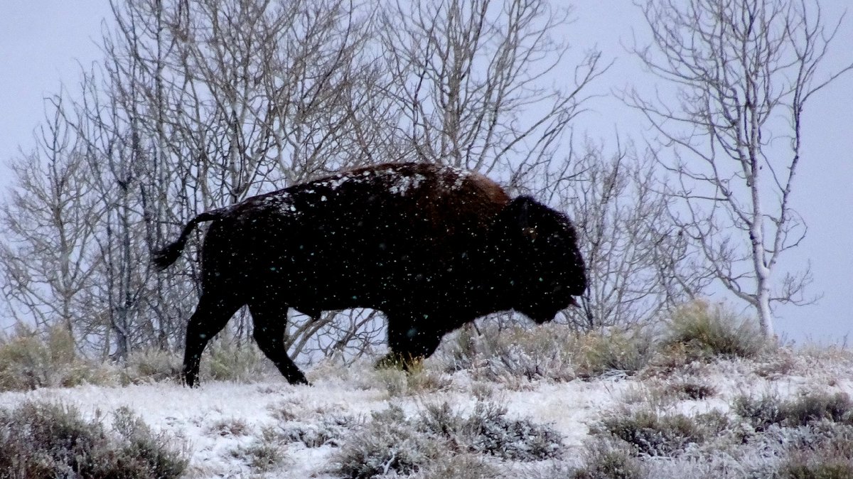 Bring on #Mrbrightside #billsmafia