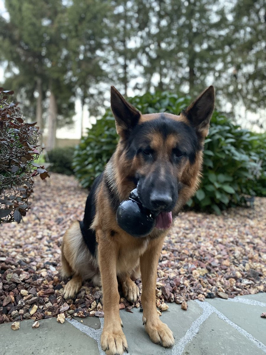 MartinStoneInc's tweet photo. Yesterday was the birthday of the "unofficial mascot" of @MartinStoneInc 

Happy birthday Sulley!!

#gsd #germanshepherddog #germanshepherd #martinstoneinc https://t.co/uv3bGqa3Wt