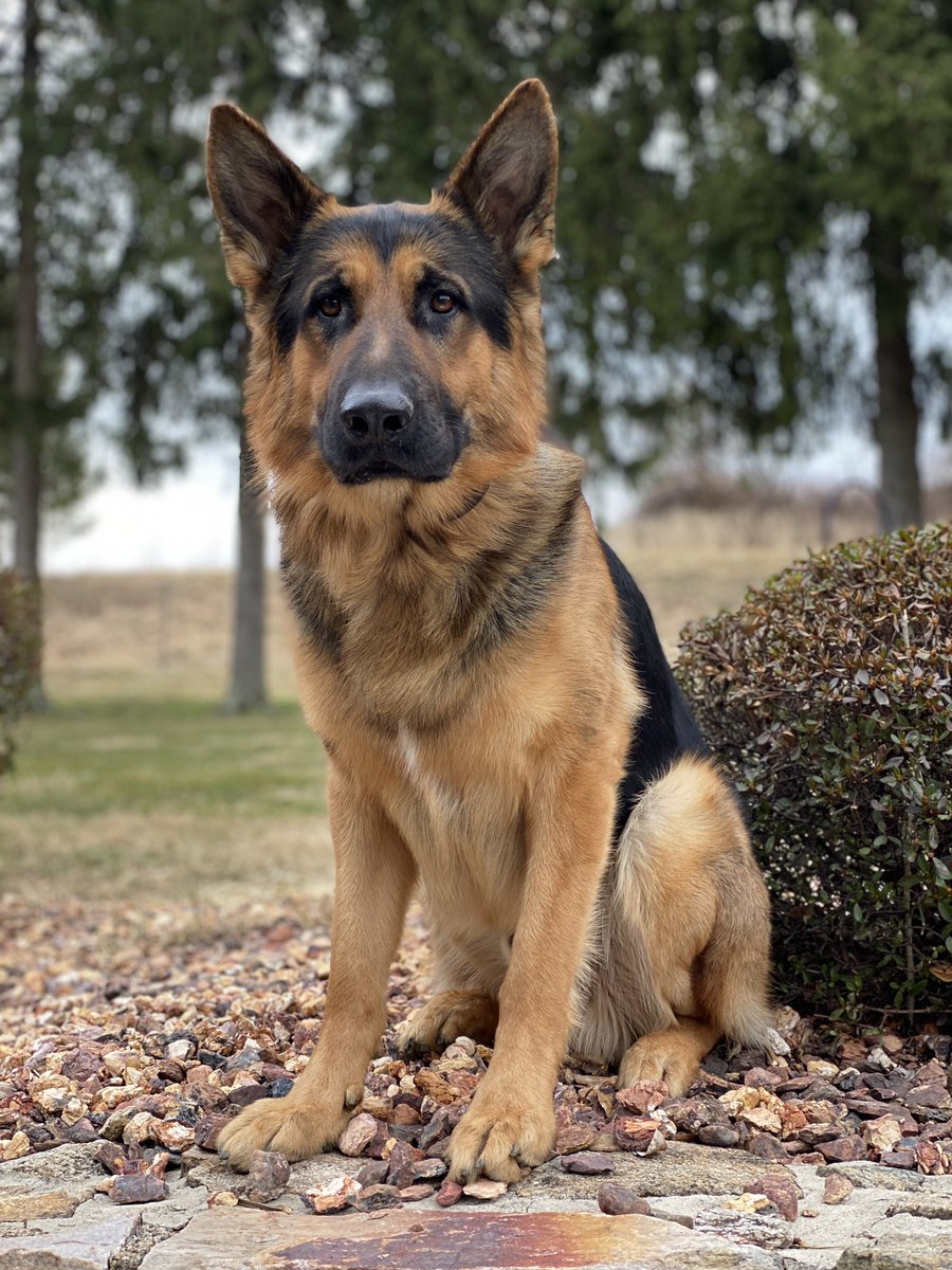 MartinStoneInc's tweet photo. Yesterday was the birthday of the "unofficial mascot" of @MartinStoneInc 

Happy birthday Sulley!!

#gsd #germanshepherddog #germanshepherd #martinstoneinc https://t.co/uv3bGqa3Wt