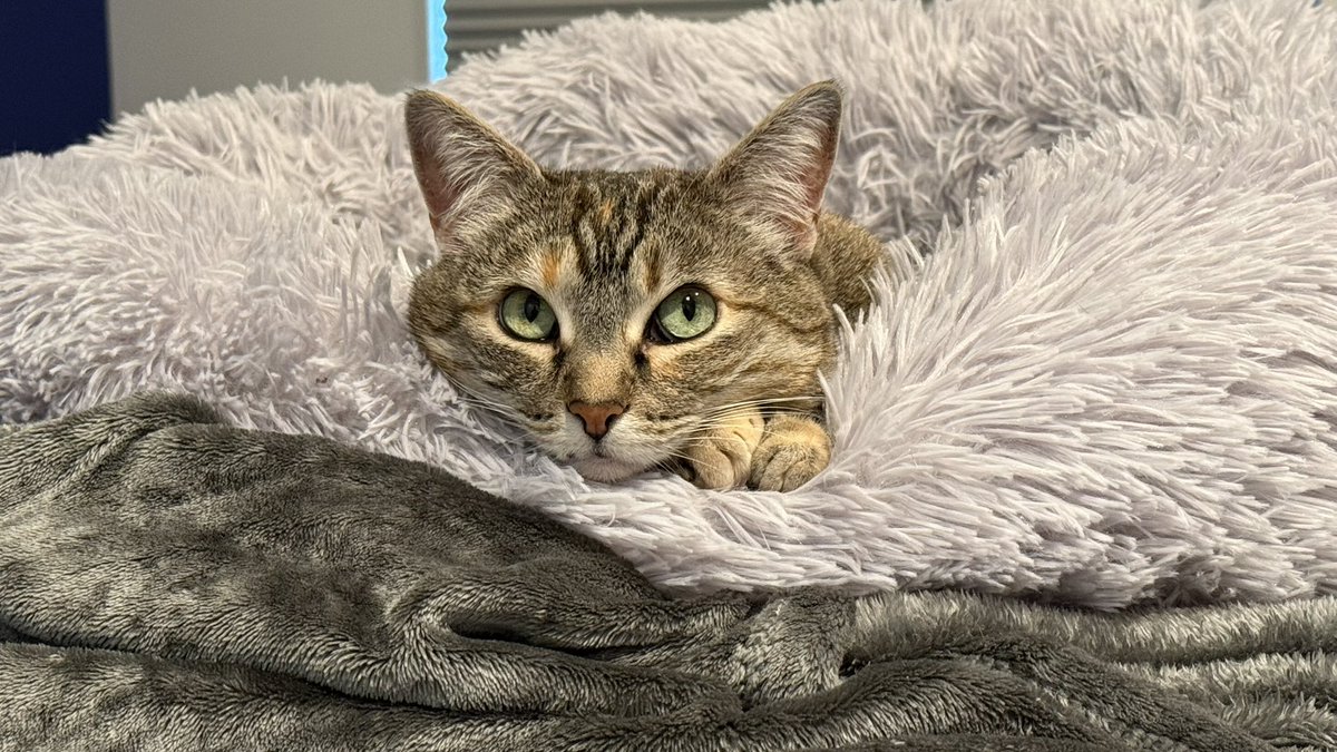HazelandRemy's tweet photo. What? It’s too cold to go outside today? 

😿❤️🐾 — Hazel https://t.co/d55VBKa60I