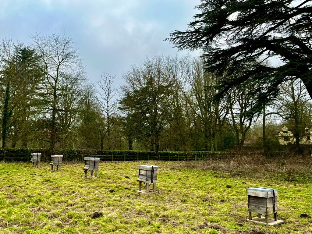 Apis bee consultancy tweet media