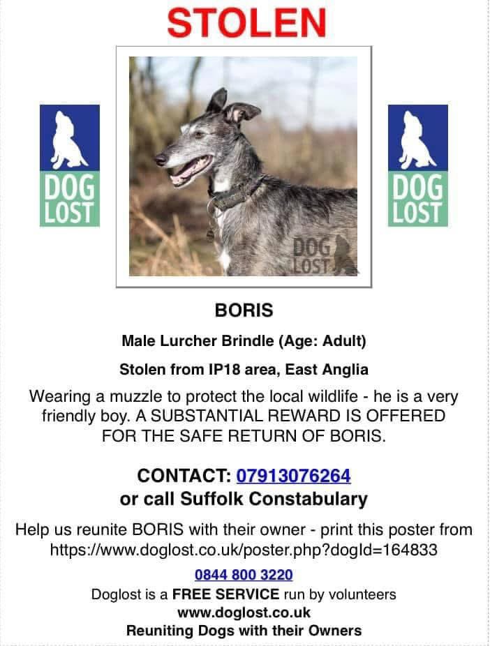 colliesontherun's tweet photo. #StolenDogHour
27/2/21 missing
Male/adult #Lurcher brindle
BORIS HAS A SMALL CIRCULAR SCAR ON HIS LEFT EAR AND TIP OF HIS RIGHT IS MISSING - SO YOU WOULD KNOW IF YOU HAD BEEN GIVEN/SOLD BORIS #DunwichForest #SUFFOLK #IP18
https://t.co/mNQiDmT7pI
HE WAS WEARING A MUZZLE https://t.co/HlYFRRmf7U