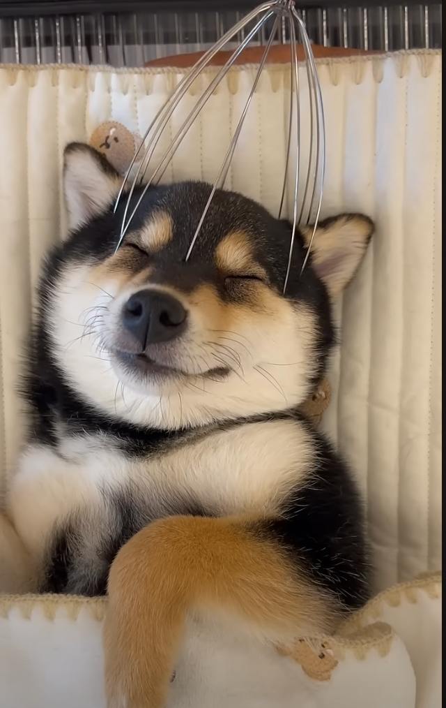 Make sure you pamper the Shiba today!😇