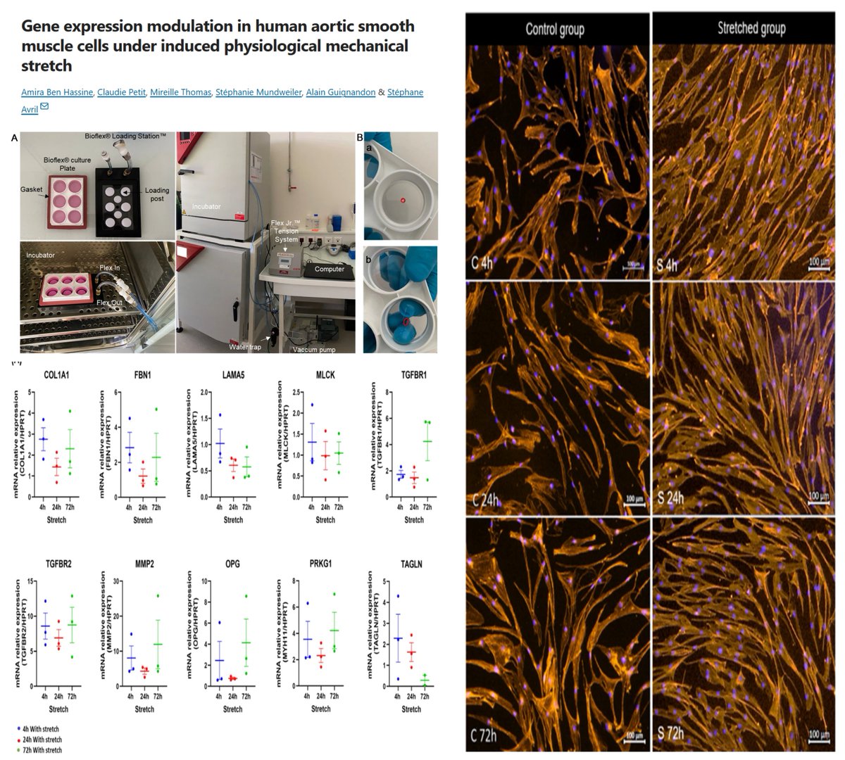 #SmoothMuscleCell Mechanobiology

Effects of Pulsatile (not Cyclic) Stretch
(9% physiological strain, heart pressure waveform, 1 Hz, FlexCell) on 
10 select genes human aortic SMC for 4/24/72 h

COL1A1
MMP2
LAMA5
FBN1
TGFBR1/2
MLCK
PRKG1
TAGLN
TNFRSF11B

All transient⏫4 h then
