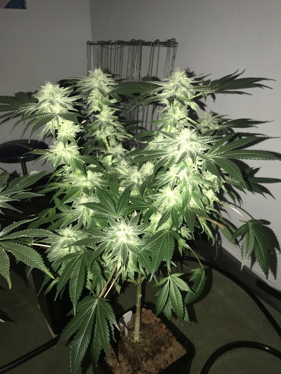 FlavrChfGenetix's tweet photo. #FaceOffOG F3 she is super heavy in the frost ๐ง department like pure white out. (Older pics sry) #FlavorChefGenetics https://t.co/YYRBakSFrQ