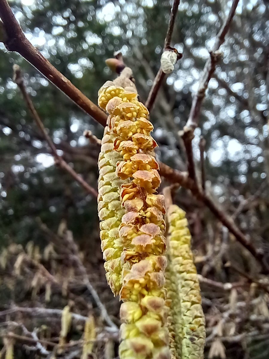 Neil Forbes tweet media