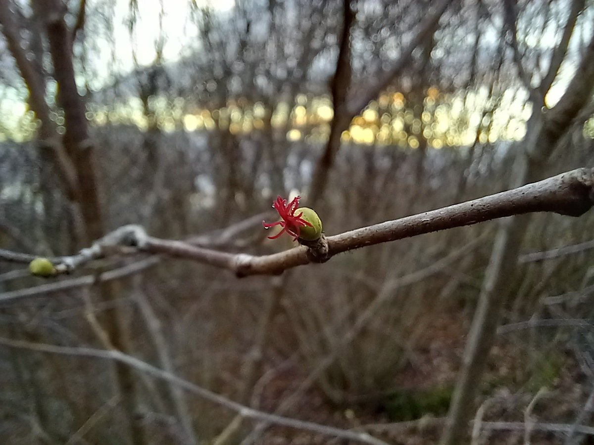 Neil Forbes tweet media