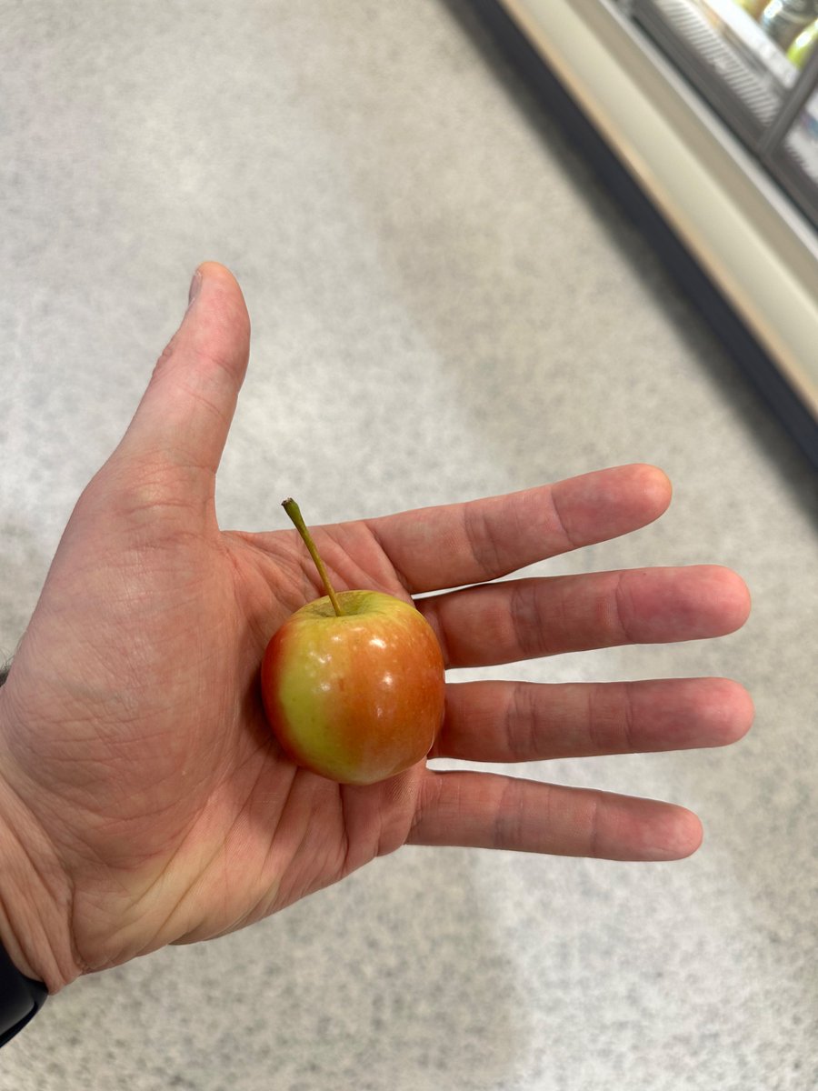 idonotbleed's tweet image. woke up giant again. this is a normal apple