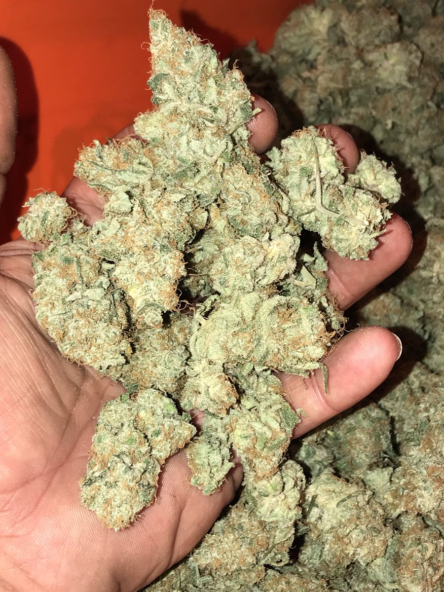 FlavrChfGenetix's tweet photo. #ChefsFlo beast of a plant and amazing yields. Reminds me of og kush meets blue dream like. Land of the giants og lol great one to run and it does great in colder outdoor climates. These only come in regs. #FlavorChefGenetics https://t.co/eWKsb1QqHa