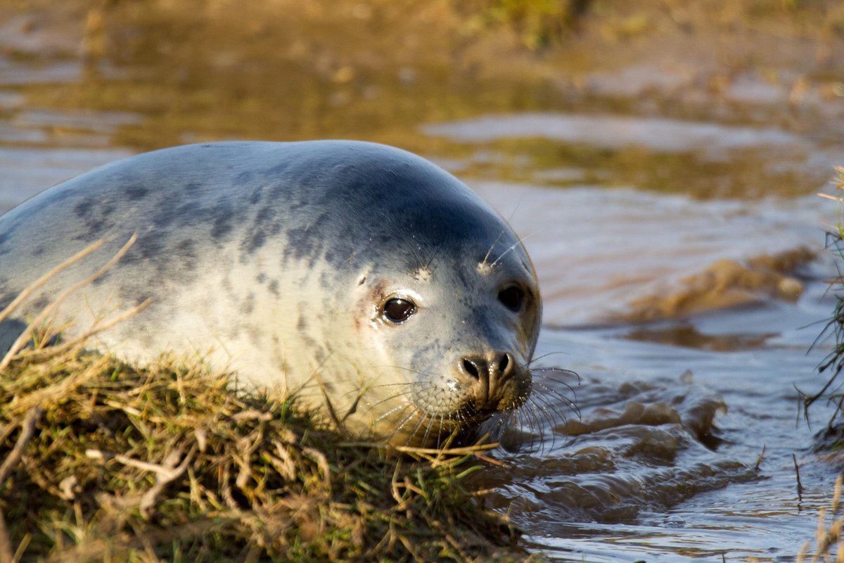 I'm going to wind down my Twitter. Please join me on Bluesky if you're there 😊
bsky.app/profile/dowlin…