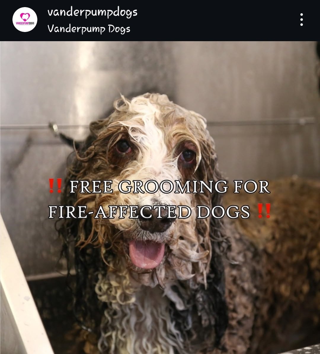 Jr3597's tweet image. FREE GROOMING FOR FIRE-AFFECTED #DOGS - "To reserve your spot, email:
grooming@vanderpumpdogs.org. Appts required &amp;amp; booked via email only. Limited avail.
Bring proof of residence (ID or any document w/ your address)." @VanderpumpDogs

OP: instagram.com/p/DE-7uCjSqpu/…

#PalisadesFire