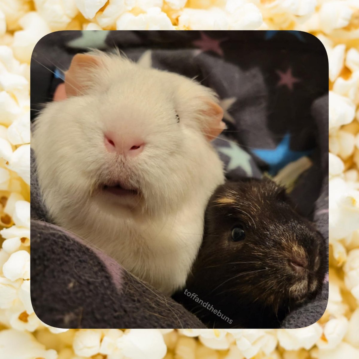 toffandthebuns's tweet photo. As the 19th is National Popcorn Day, it' a perfect time to introduce Orville's new friend Maizey. She's been with us since Sept & has been making Orv happy since π₯β€οΈπ₯ both are full of πΏ
#adoptdontshop #rescuepig #piggles #orville #popcorn #maizey #nationalpopcornday #pigtato https://t.co/nXv6XblZfO