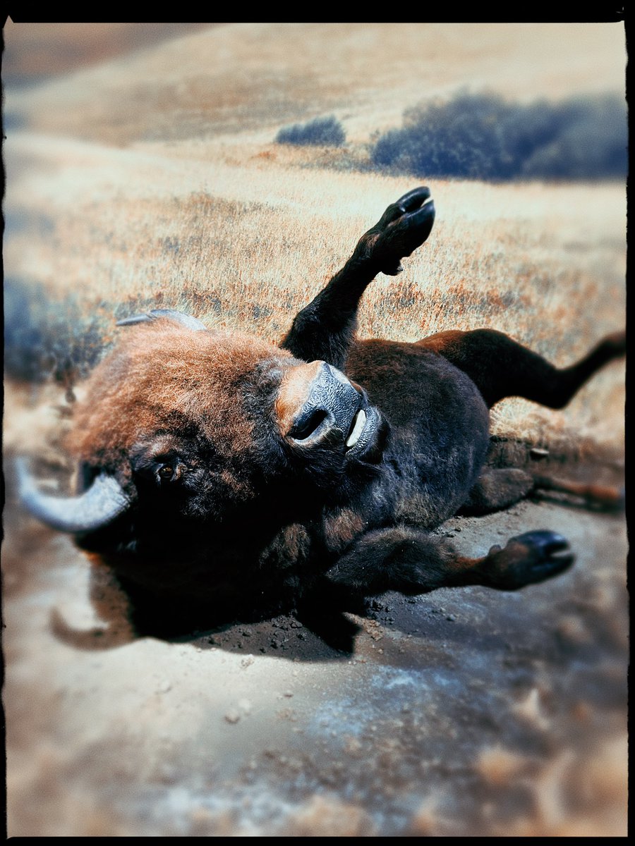 Kailey | Titanic was called the Ship of Dreams ⚓️ tweet media