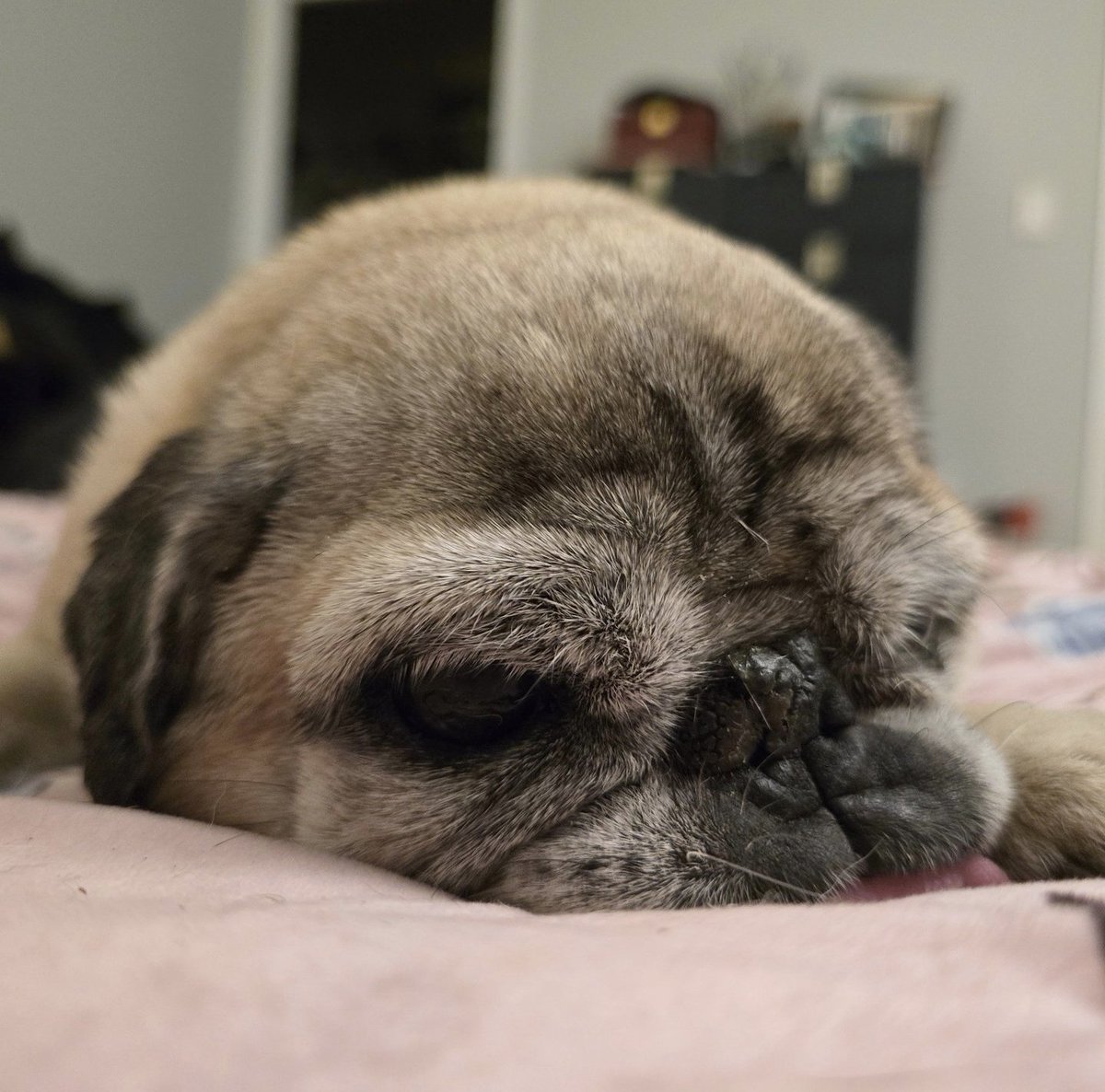It's unfortunate that Rosy is so adorably squeezeable and yet hates being held. It's ok, we snuggle on her terms. #rosyposy #lilpugbean