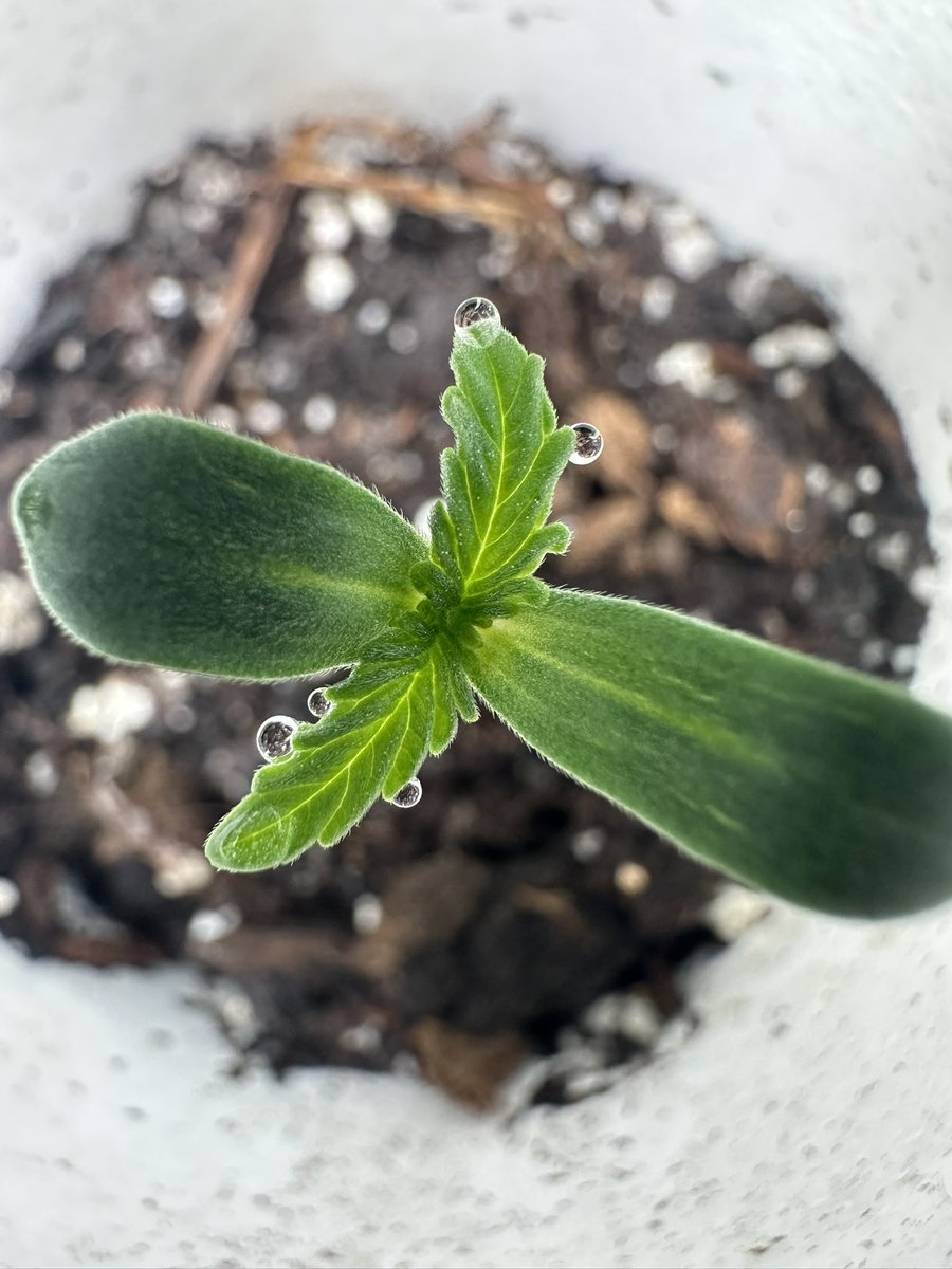 HighlyGanjanous's tweet image. #seedling