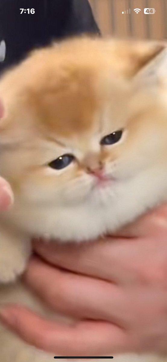 Juniper Moone 💙 tweet media