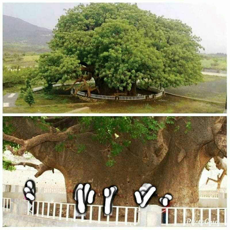 شجرة الغريب هي شجرة كبيرة يناهز عمرها الألفي عام، تقع على بعد 50 كيلو متر من مدينة تعز - اليمن، في منطقة السمسرة، محاذية للطريق الرئيسي الذي يصل تعز بمدينة التُربة، 

وتعرف بشجرة (الكولهمة).  

يصل ارتفاعها إلى حوالي 16م، بينما يبلغ قطرها 8م، ومحيطها 35 متراً.