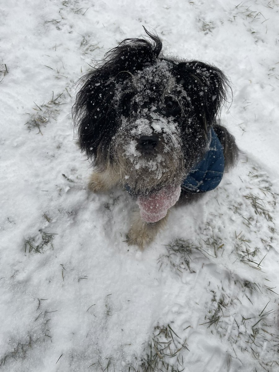 mollytuberose's tweet photo. @ryanhallyall Allentown, Pennsylvania 
We’re out having a blast with our puppy during her first real snowstorm ❄️🐶😇🥹 https://t.co/AVcsddHMHY