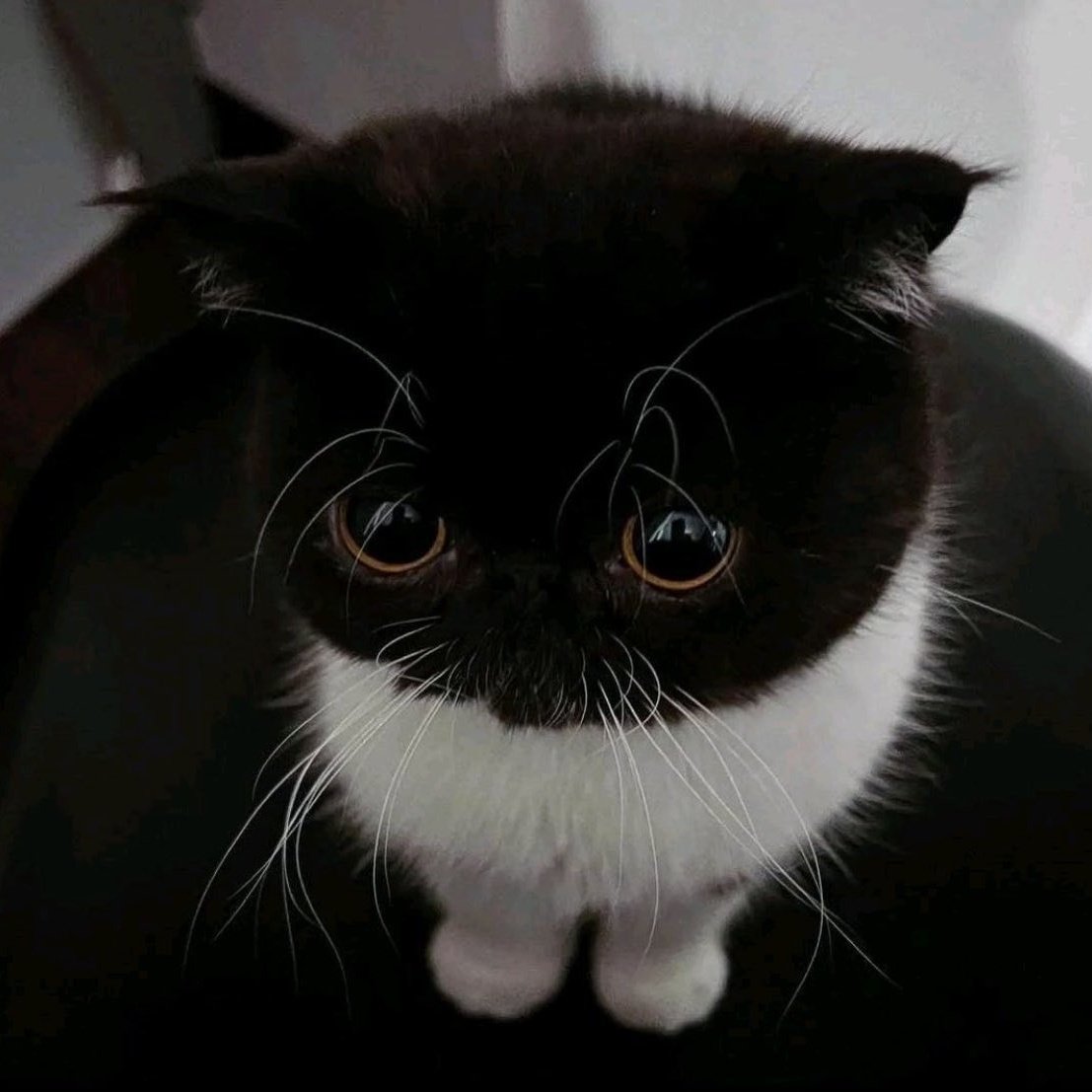 Tranvilo 🐈‍⬛ tweet media