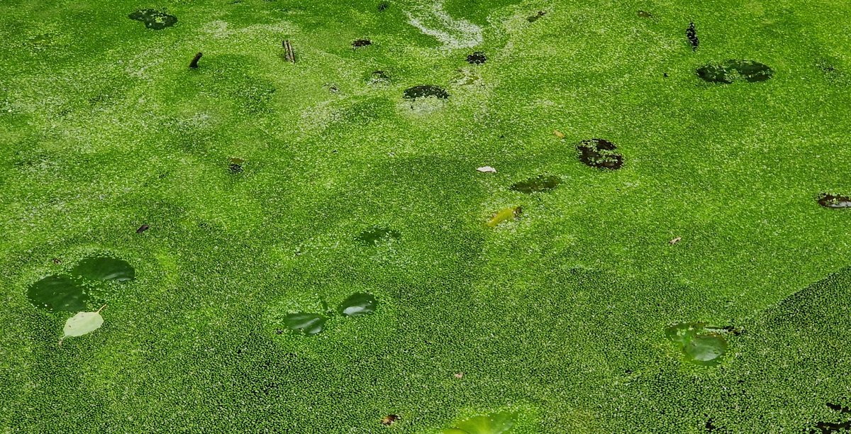 Lemna minor L.
Lenteja de agua.