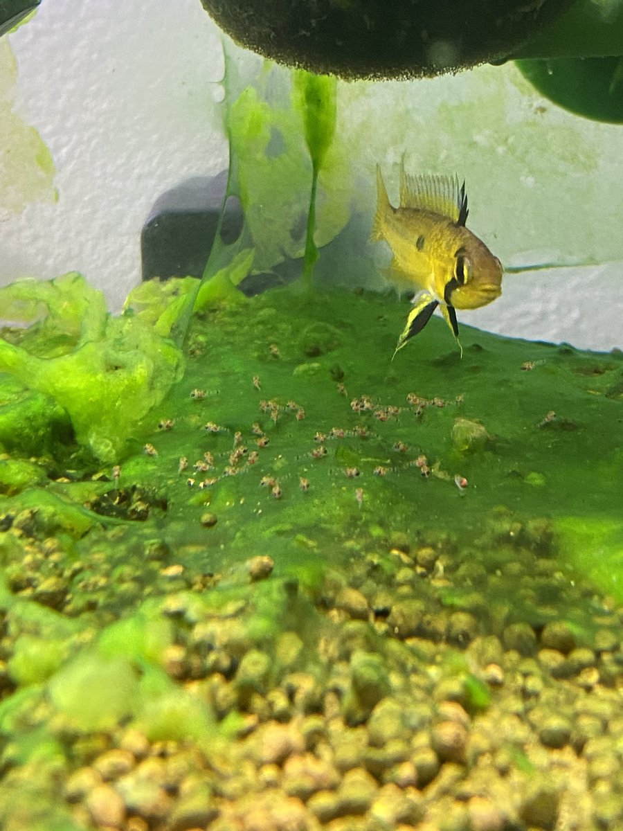 カカトオイデス/プルスリオベルリ産
<a href="/ApistoDream/">アピストの夢</a> 

浮上しました！！
ちょい少なめですが｡｡｡