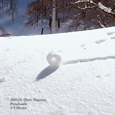 250119、小谷（長野県）の里山で観察された「雪まくり」。雪面の雪が昇