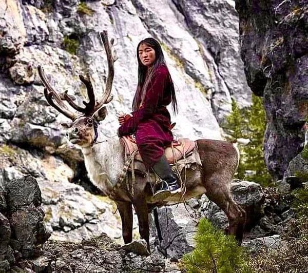 A young woman belonging to the Tsaatan tribe in Mongolia, Central Asia, riding a deer. The Tsaatan are a tribe of around 500 people - who are considered the last reindeer herders in Mongolia.
