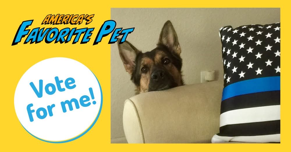 k9danka's tweet photo. Danka is in 5th now, please keep voting daily!! Thank you! ๐พ๐พ๐โค๏ธ #k9 #americasfavotatepet #gsd #k9partner #k9team #workingdog #detectiondog https://t.co/hOqFFpy9y3