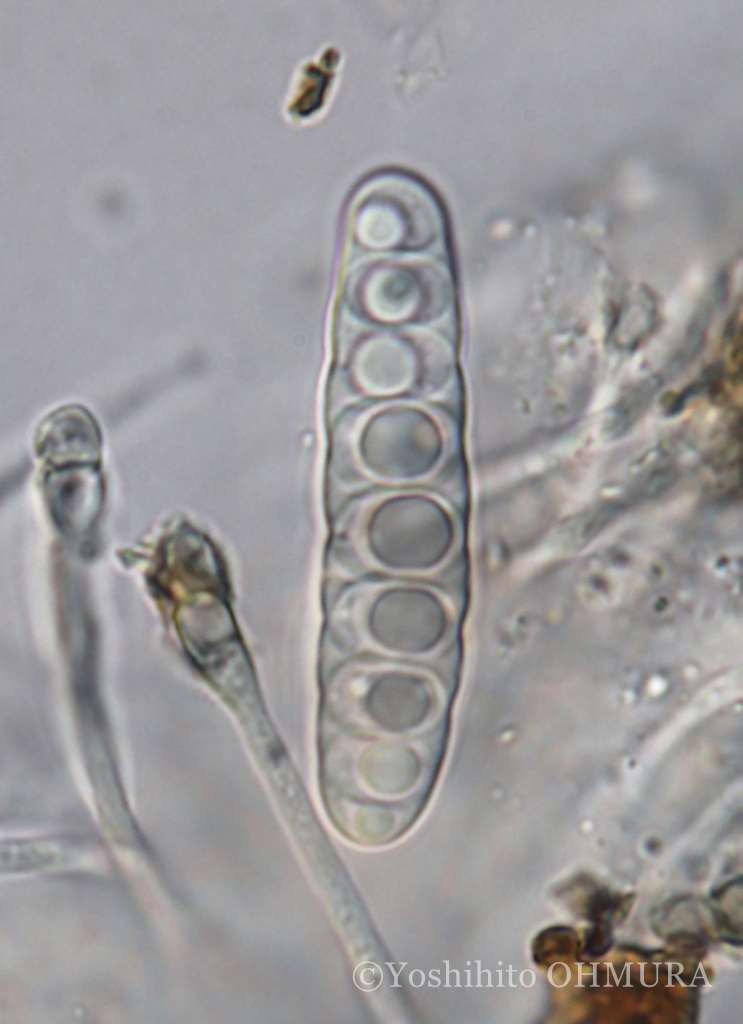 lichemon5's tweet image. イモムシっぽい胞子

#地衣類 #lichen #Graphis