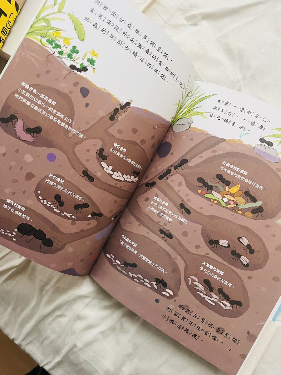 「おうちをみせて」【白泉社】の台湾翻訳版が出ました!台湾の方にもたくさん手に取ってもらえたら嬉しいです! 