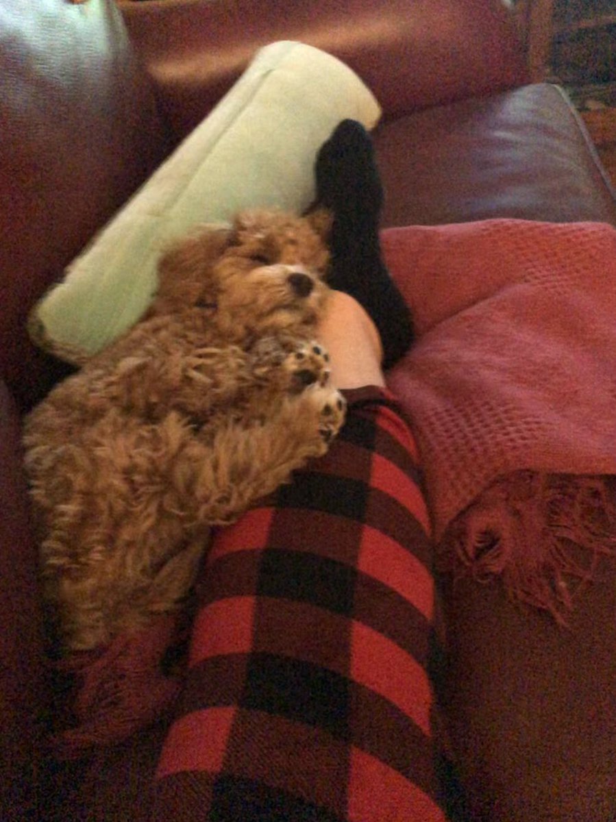 Carmen MurderFloof Floofington tweet media