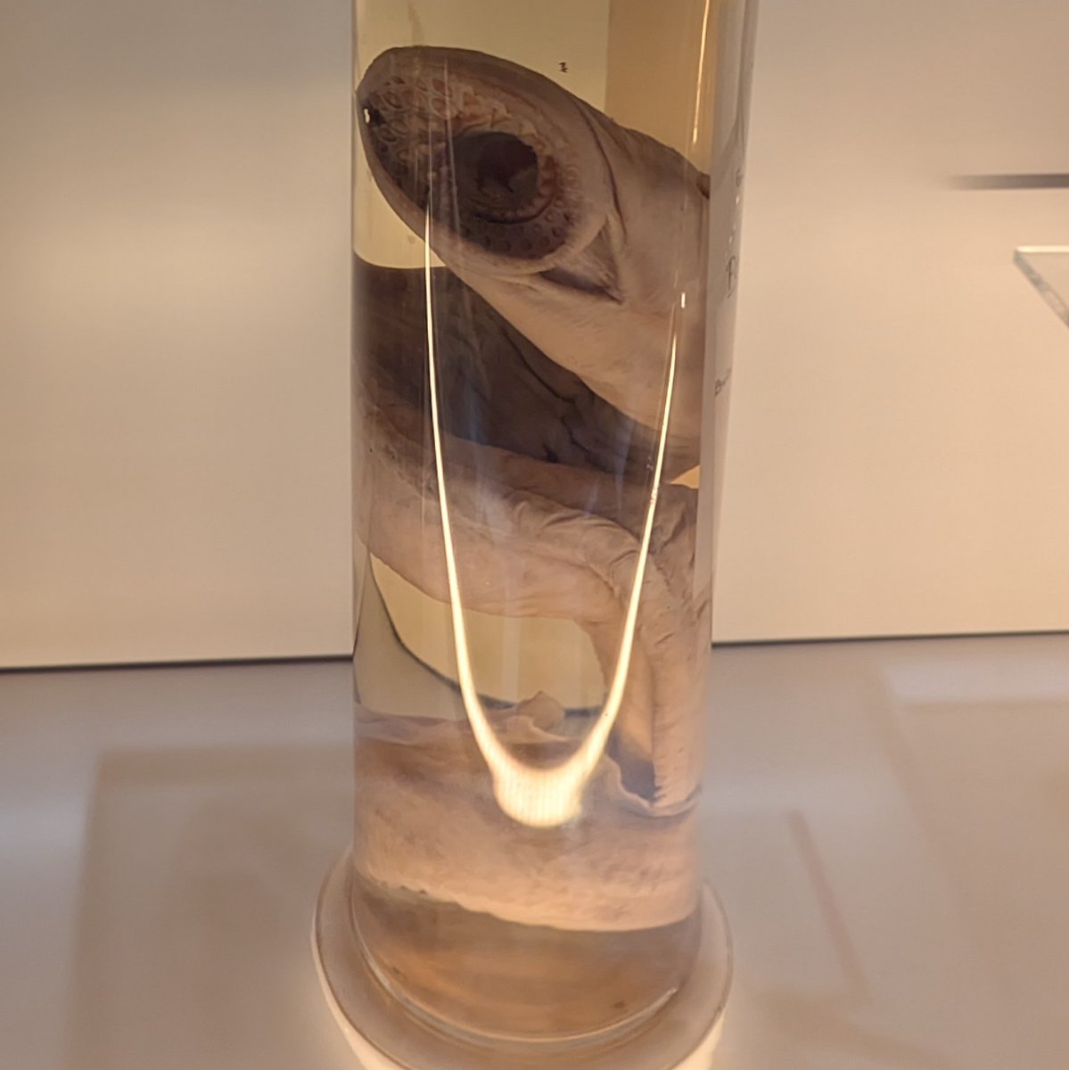 Smashing my way into the cabinet at the zoology museum, shouting "I must drink the Water of Life to awaken as the Kwisatz Haderach"