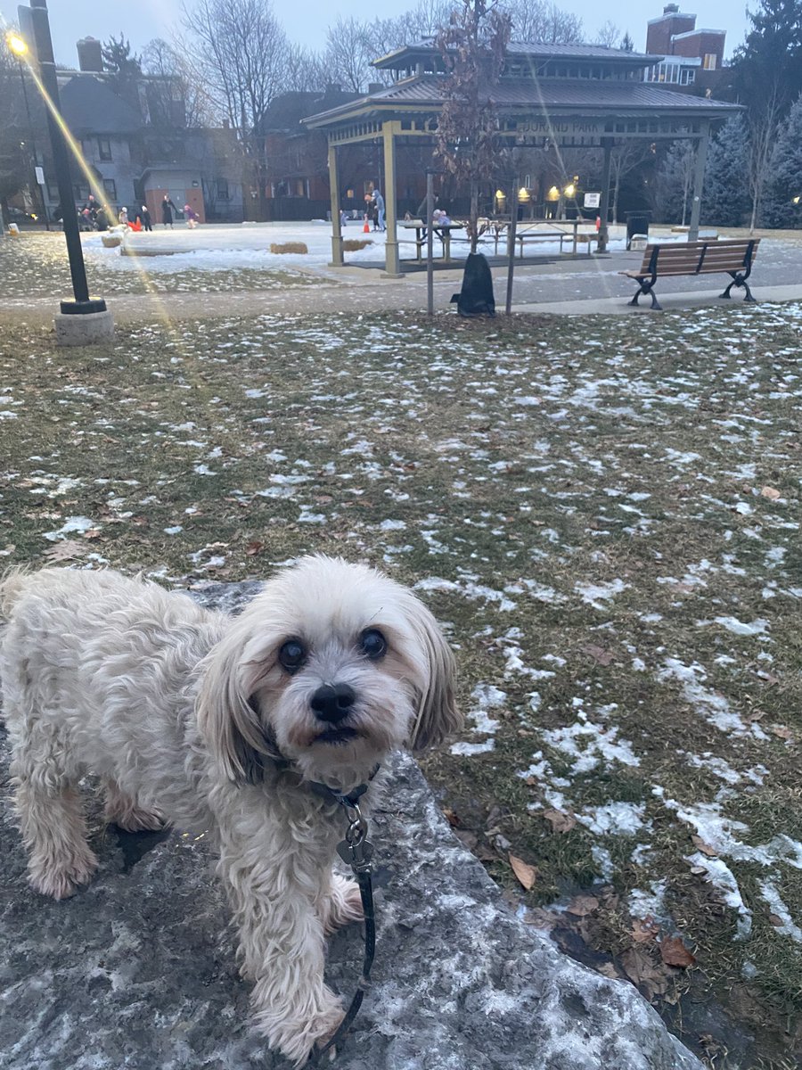 We went to the park for a quick walk. The kiddos were skating. It was fun to see them! 🐾❤️⛸️ #SundayVibes #dogs