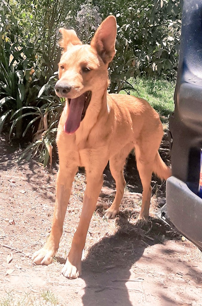 CsvChile's tweet photo. Tengo una loka de 1año  pero es 
Tamaño caballo
Pesa 23 kilos de puro amor 
Buscando familia https://t.co/O2LZbLvFMU