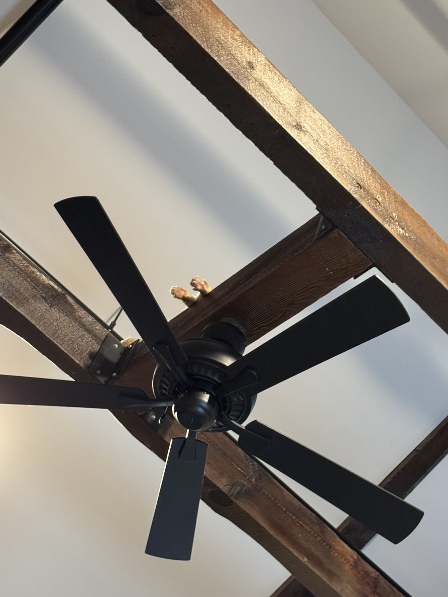 wh1tsy's tweet photo. Couldn’t find my cat until I looked up at my 25ft rafters …. https://t.co/S6A7mmhuKN