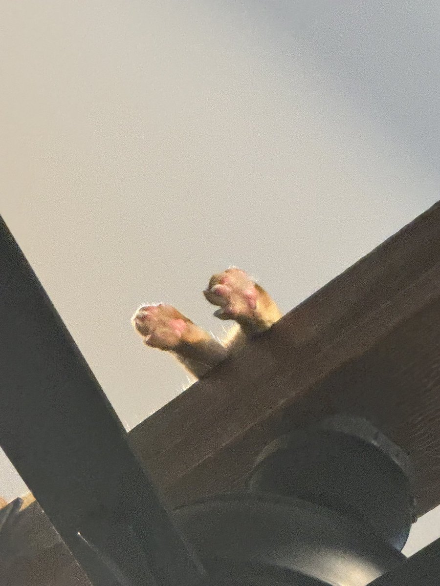 wh1tsy's tweet photo. Couldn’t find my cat until I looked up at my 25ft rafters …. https://t.co/S6A7mmhuKN
