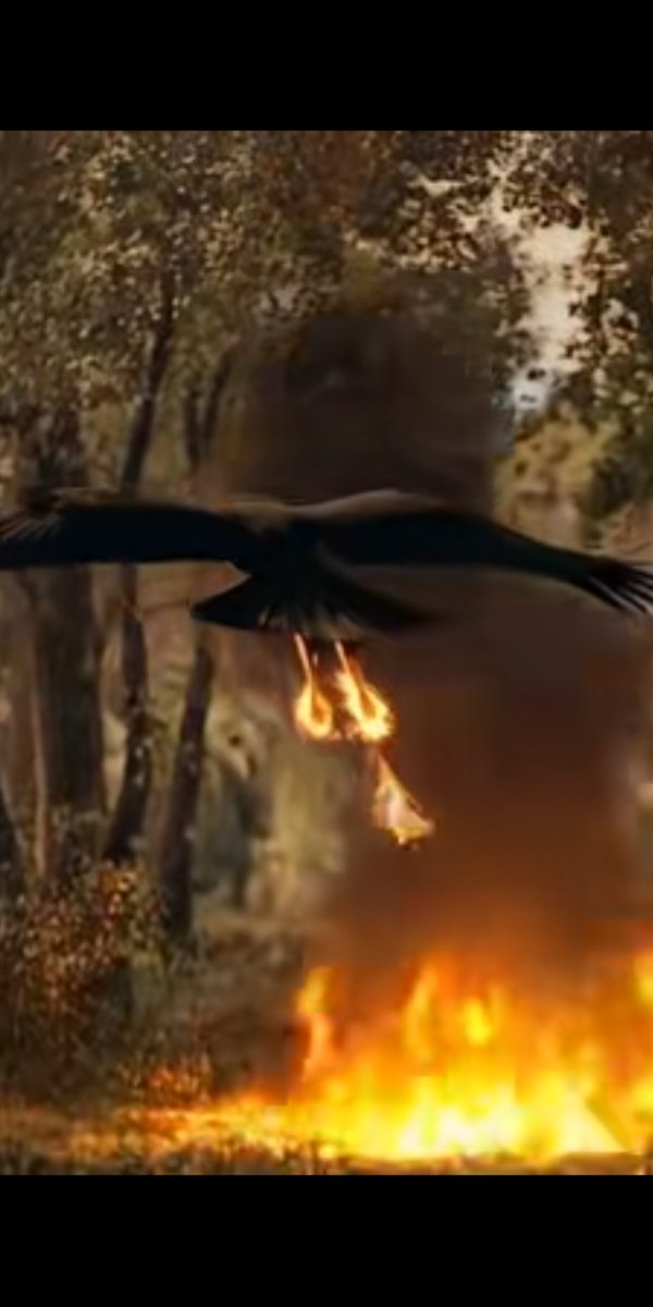 بعد النسر 
السيف قادم 
القوه والملك